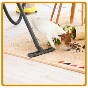 Pet Odour & Stain Removal